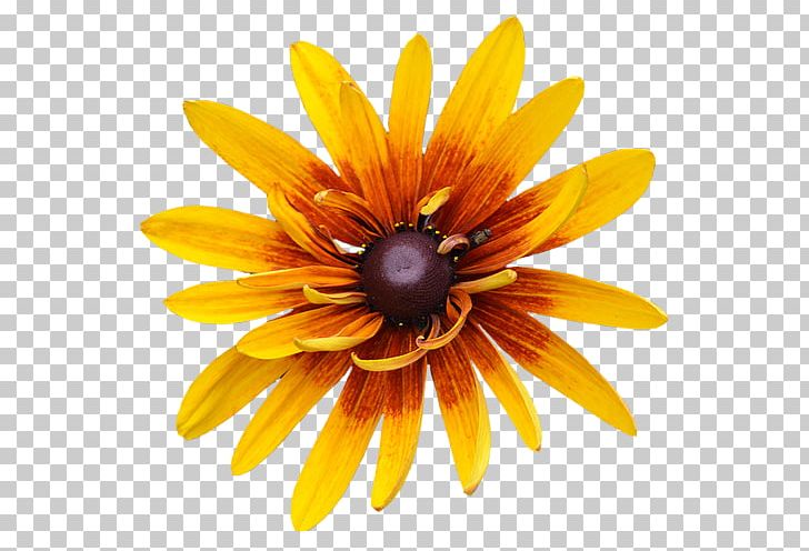 Flower File Formats PNG, Clipart, 500 X, Arts, Closeup, D 4, Daisy Free PNG Download