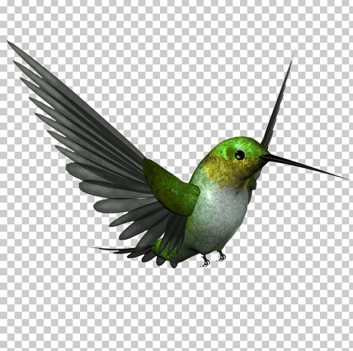 Hummingbird Beak PNG, Clipart, Animal, Animals, Beak, Bird, Download Free PNG Download