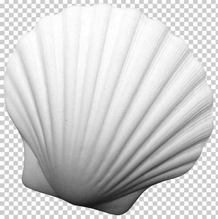 Portable Network Graphics Desktop 0 Petal PNG, Clipart, 2018, Black And White, Desktop Wallpaper, Flower, Instagram Free PNG Download