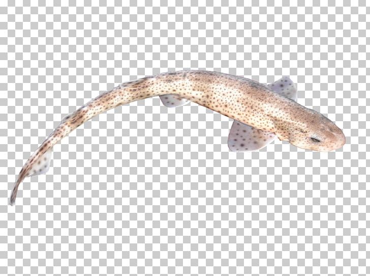 Small-spotted Catshark Fish Buridda Seafood PNG, Clipart, Amphibian, Bluefish, Buridda, Catshark, Chicken Meat Free PNG Download