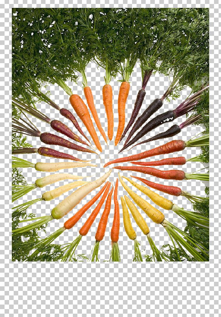 American Wild Carrot Eating Root Food PNG, Clipart, Apiaceae, Baby Carrot, Carrot, Celery, Circle Free PNG Download