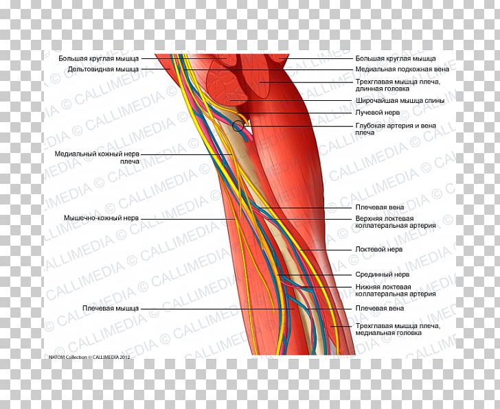Nerve Augšdelms Human Anatomy Muscle Arm PNG, Clipart, Anatomy, Angle, Arm, Artery, Blood Vessel Free PNG Download