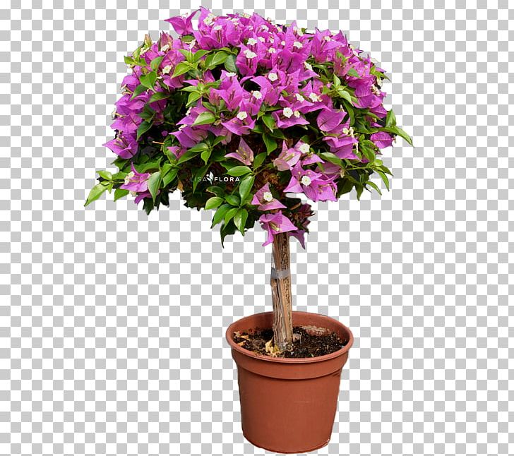 Cut Flowers Shrub Flowerpot Houseplant Tree PNG, Clipart, Cut Flowers, Flower, Flowering Plant, Flowerpot, Houseplant Free PNG Download