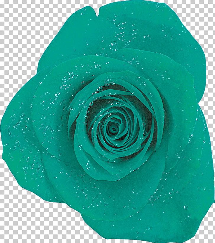 Garden Roses Blue Rose Turquoise PNG, Clipart, Aqua, Blue, Blue Rose, Cut Flowers, Flower Free PNG Download