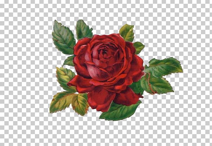 Garden Roses Cabbage Rose Floribunda Abziehtattoo Cut Flowers PNG, Clipart, Cabbage Rose, Cut Flowers, Floribunda, Garden Roses, Regina George Free PNG Download