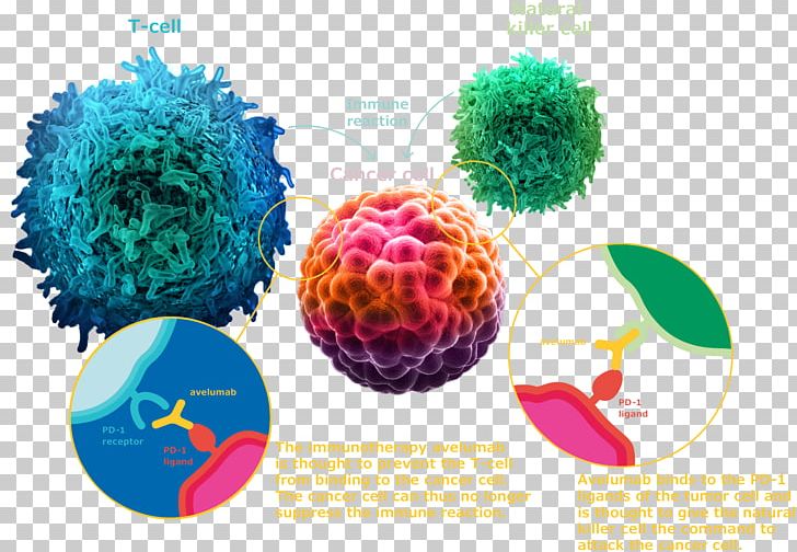 Avelumab PD-L1 Non-small Cell Lung Cancer Immunotherapy PNG, Clipart, Avelumab, Axitinib, Biotechnology, Cancer, Cancer Immunotherapy Free PNG Download