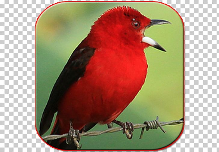 Bird Lagu Sholawat Brazilian Tanager Orange-browed Hemispingus Android Application Package PNG, Clipart, Android, Apkpure, Beak, Bird, Brazilian Tanager Free PNG Download