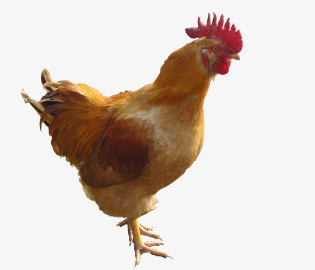 Chicken PNG, Clipart, Animal, Chicken, Chicken Clipart, Chicken Clipart, Cock Free PNG Download