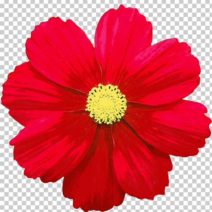 Flower Common Daisy Red PNG, Clipart, Annual Plant, Bloom, Blossom, Chrysanths, Color Free PNG Download