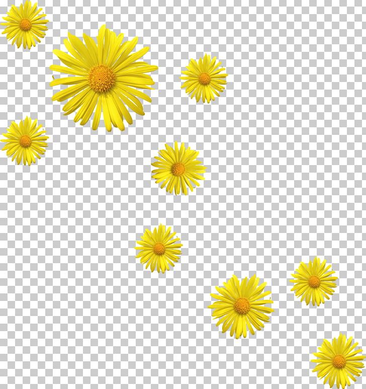 Flower Petal Yellow Leaf PNG, Clipart, Blue, Calendula, Chamaemelum Nobile, Chrysanths, Common Daisy Free PNG Download