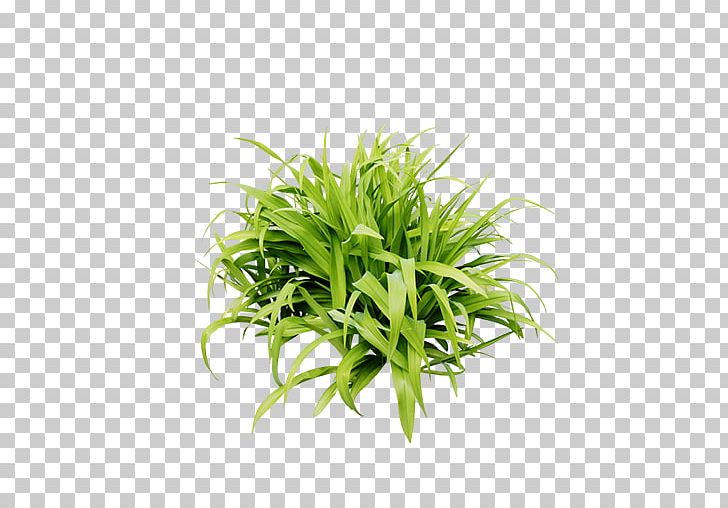 Lawn Grass PNG, Clipart, Background Green, Bunch, Download, Encapsulated Postscript, Fresh Free PNG Download