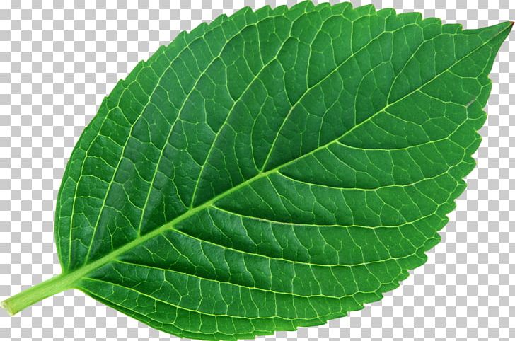Leaf Plant Bladnerv Chemist Vascular Bundle PNG, Clipart, Bladnerv, Chemist, Chemistry, Food, Green Leaves Free PNG Download