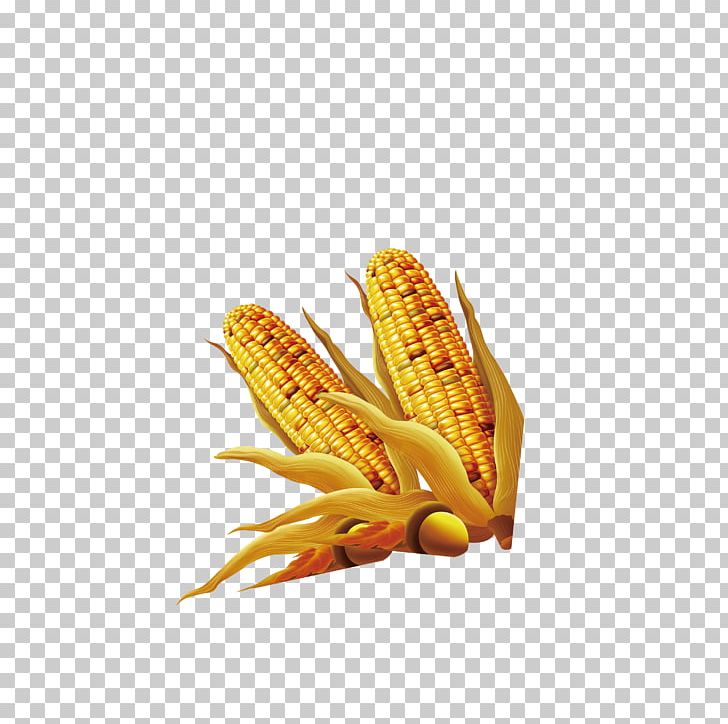 Maize PNG, Clipart, Commodity, Corn, Corn On The Cob, Download, Encapsulated Postscript Free PNG Download