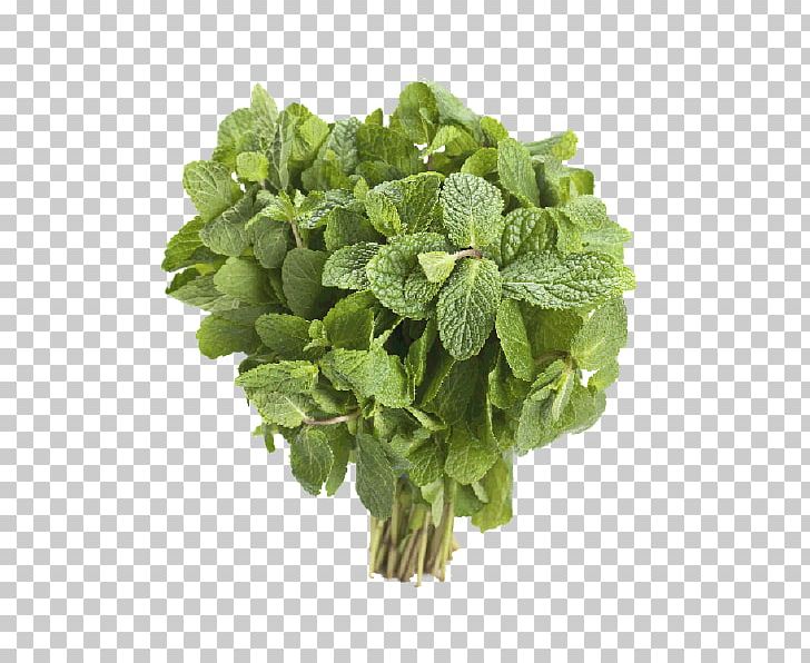 Spinach Spring Greens Singing Basil Herbalism PNG, Clipart, Artist, Basil, Herb, Herbalism, Ingredient Free PNG Download