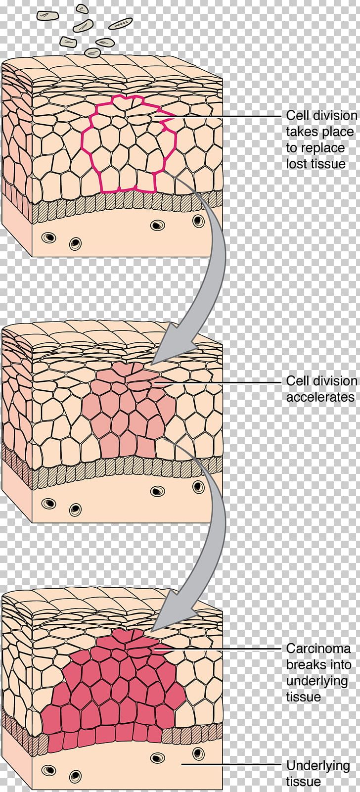 Transitional Epithelium Connective Tissue Cell PNG, Clipart, Anatomy, Angle, Area, Cell, Connective Tissue Free PNG Download