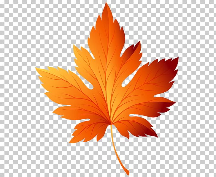 Autumn Leaf Color PNG, Clipart, Autumn, Autumn Leaf Color, Color, Flowering Plant, Leaf Free PNG Download