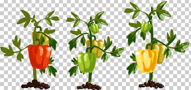 Bell Pepper Chili Pepper Vegetable PNG, Clipart, Bell Peppers And Chili Peppers, Black Pepper, Caijiao, Capsicum, Family Tree Free PNG Download
