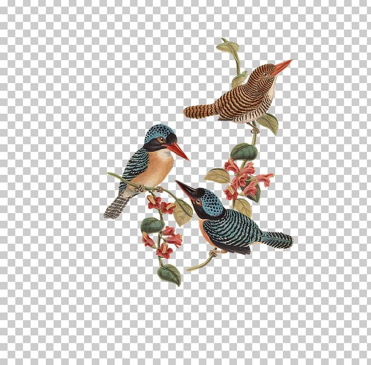 Bird Flower T-shirt PNG, Clipart, Animals, Beak, Bird, Cuculiformes, Fauna Free PNG Download