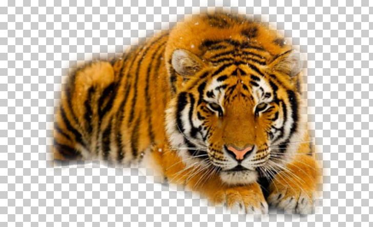 Felidae Siberian Tiger Cat South China Tiger Cheetah PNG, Clipart, Animal, Animals, Big Cat, Big Cats, Carnivoran Free PNG Download