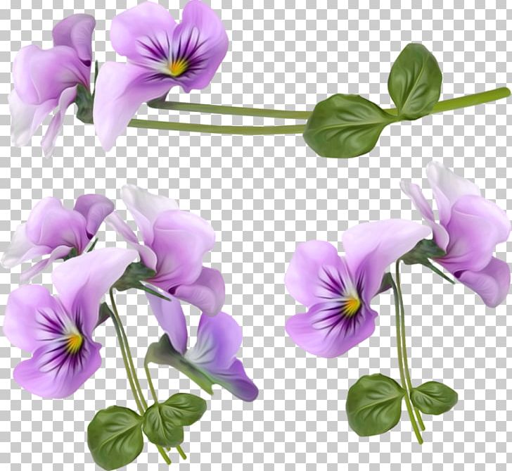 Flower Violet PNG, Clipart, Annual Plant, Art, Beautiful, Blog, Blume Free PNG Download