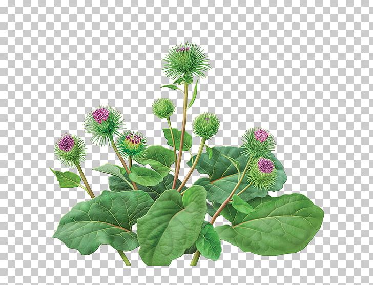 Greater Burdock Root Herb Liver Botany PNG, Clipart, Arctigenin, Arctiin, Biennial Plant, Botanical Illustration, Botany Free PNG Download