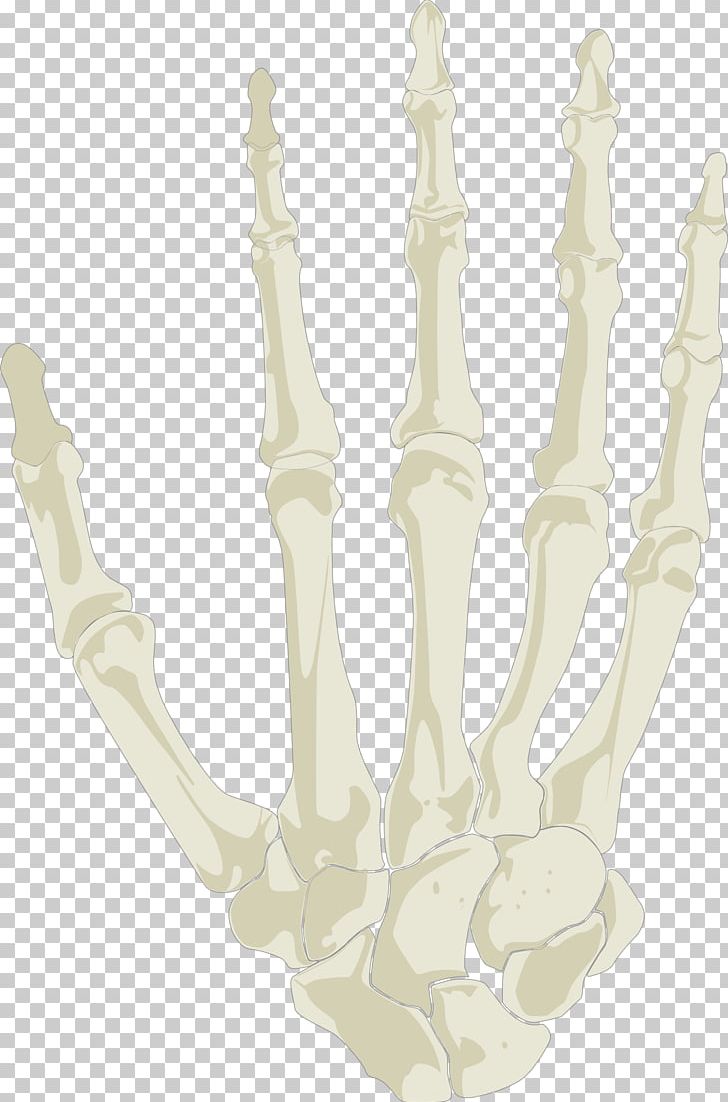 Hand Human Skeleton Skull PNG, Clipart, Anatomy, Arm, Bone, Computer Icons, Gdj Free PNG Download