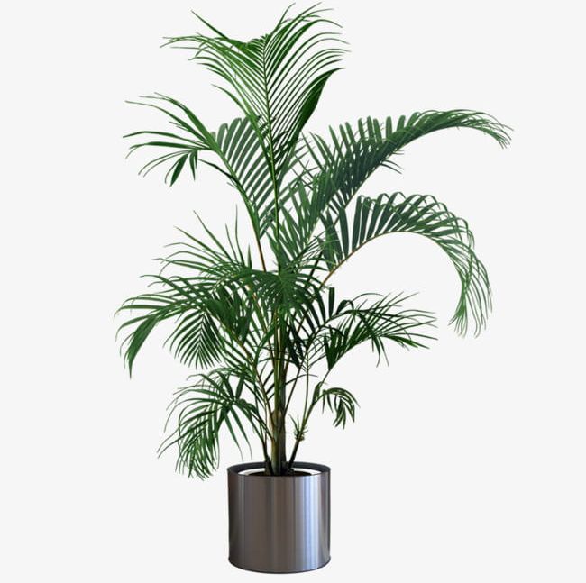 Indoor Plant Potted Plants PNG, Clipart, Branch, Flower Pot, Green, Growth, Illustration Free PNG Download