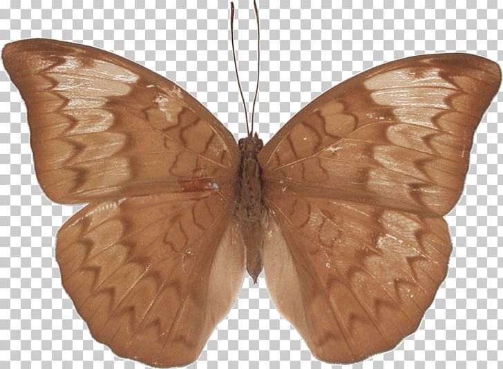 Brush-footed Butterflies Butterfly Butterflies And Moths PNG, Clipart, Arthropod, Brush Footed Butterfly, Butterflies And Moths, Butterfly, Insect Free PNG Download