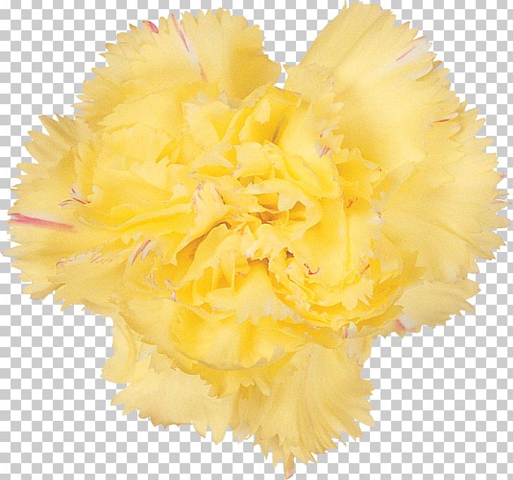 Cut Flowers Carnation Petal Flowering Plant PNG, Clipart, Carnation, Cut Flowers, Flower, Flowering Plant, Hibiscus Free PNG Download
