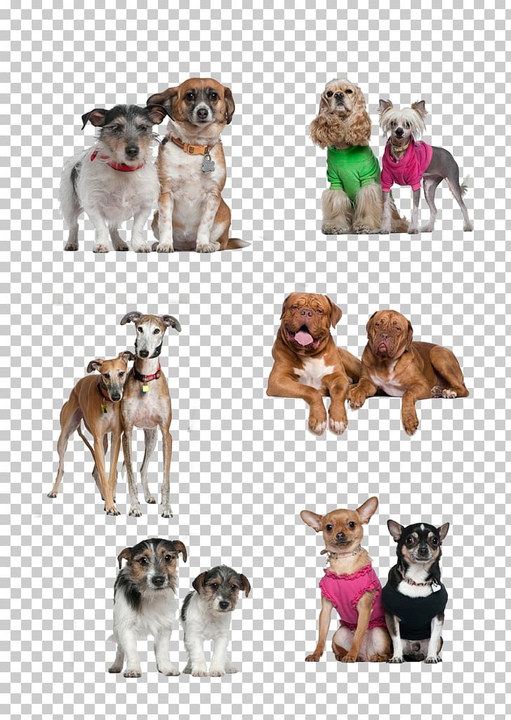 Dog Breed Puppy Companion Dog PNG, Clipart, Animals, Breed, Carnivoran, Designer, Dog Free PNG Download