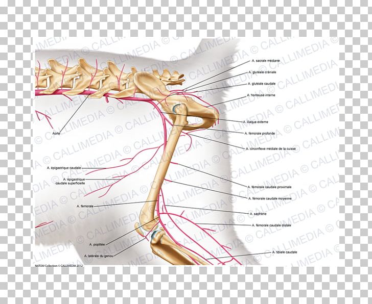 Nerve Nervous System Muscle Anatomy Muscular System PNG, Clipart