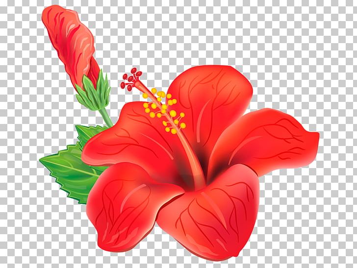 Shoeblackplant Drawing PNG, Clipart, China Rose, Chinese Hibiscus, Cut Flowers, Download, Drawing Free PNG Download
