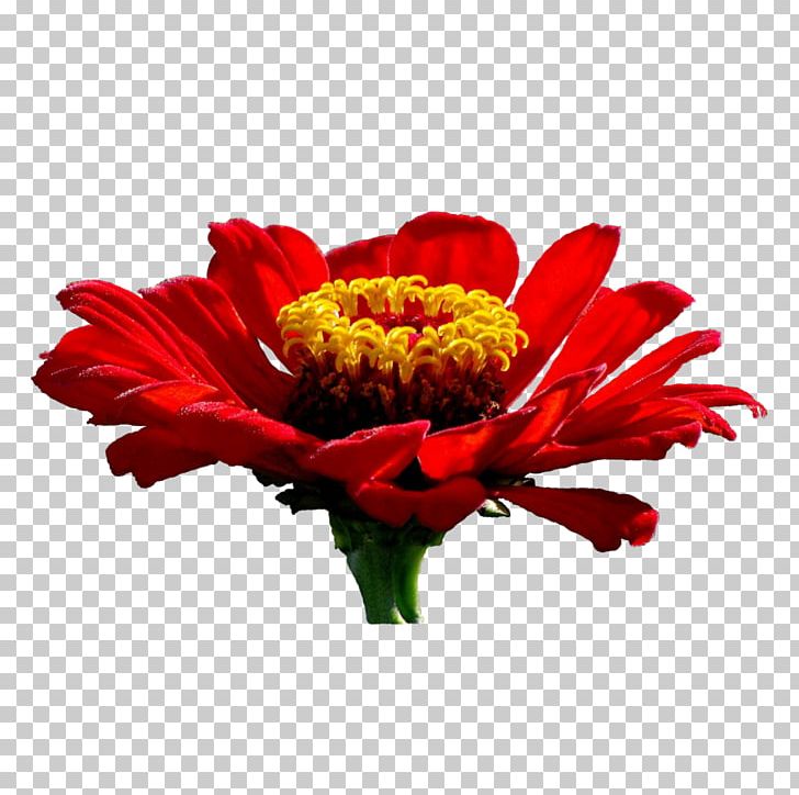 Cut Flowers Floral Design Zinnia Elegans Illusions Beauty PNG, Clipart, Annual Plant, Artificial Flower, Chrysanths, Cut Flowers, Daisy Family Free PNG Download