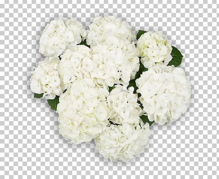 Hydrangea Cut Flowers Floral Design Flower Bouquet PNG, Clipart, Annual Plant, Cornales, Cut Flowers, Floral Design, Floristry Free PNG Download