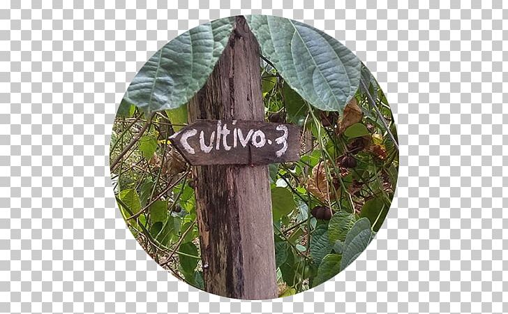 Plukenetia Volubilis Miraflores PNG, Clipart, Amazon Rainforest, Crop, M083vt, Peru, Plant Free PNG Download