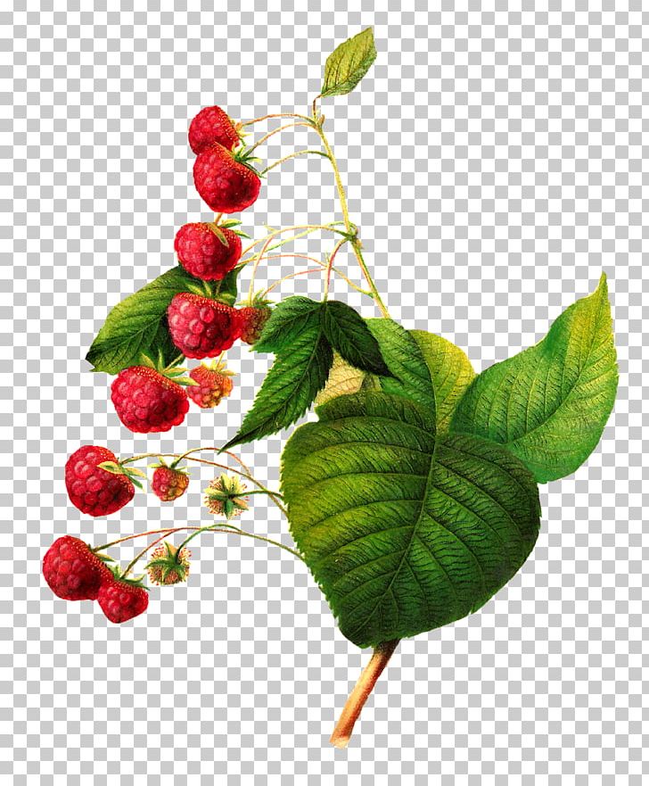 Red Raspberry PNG, Clipart, Berry, Botanical Illustration, Branch, Cherry, Clip Art Free PNG Download