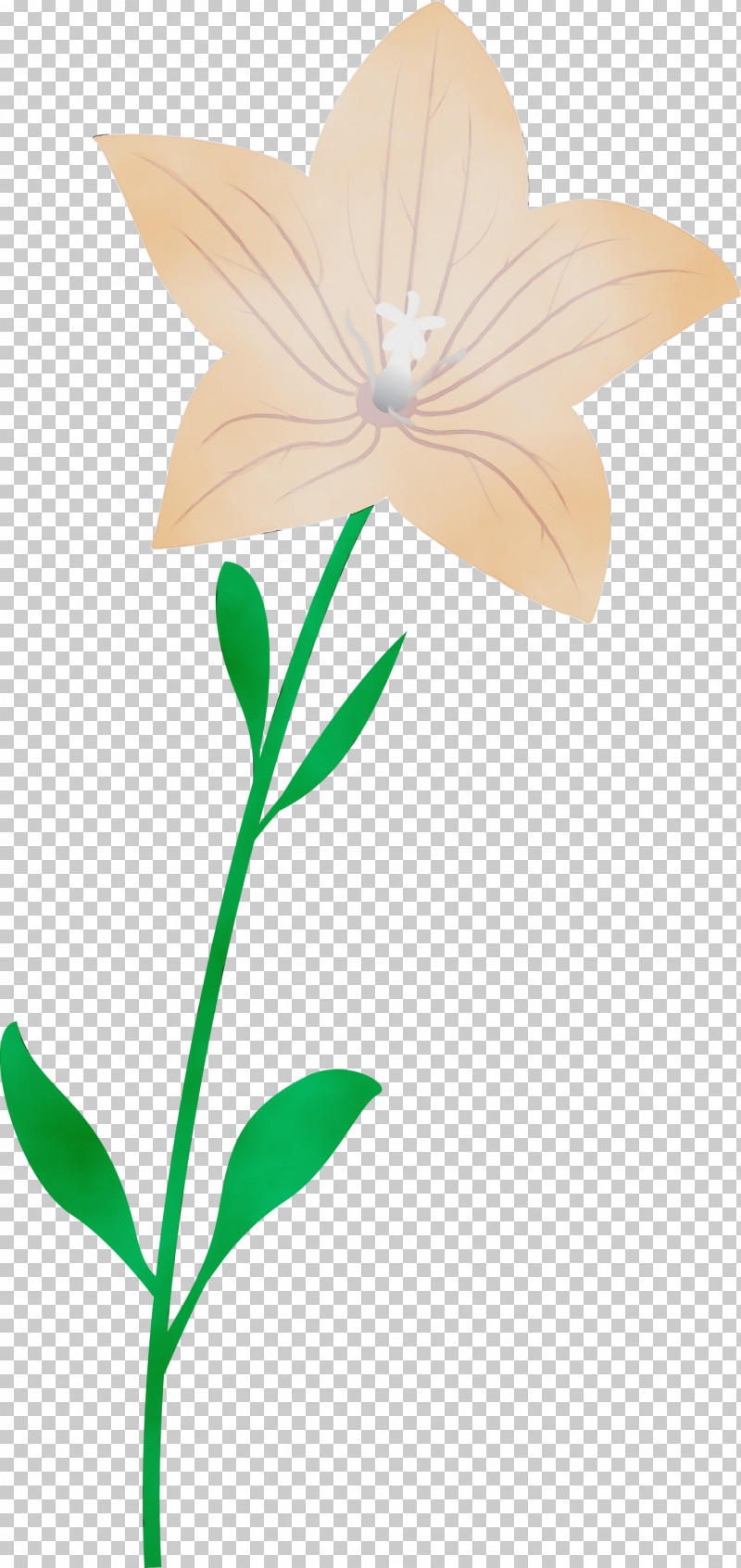 Plant Stem Flower Leaf Petal Pollinator PNG, Clipart, Balloon Flower, Biology, Flora, Flower, Leaf Free PNG Download