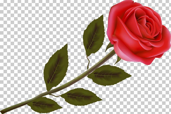 Garden Roses Flower PNG, Clipart, Beach Rose, Centifolia Roses, Cut Flowers, Desktop Wallpaper, Floribunda Free PNG Download
