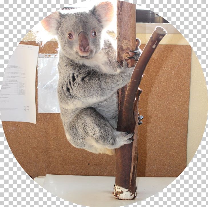 Koala Fauna Snout PNG, Clipart, Animals, Fauna, Koala, Koalas, Mammal Free PNG Download