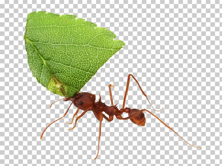 Texas Leafcutter Ant Acromyrmex Atta Cephalotes Insect PNG, Clipart, Acromyrmex, Animals, Ant, Ant Colony, Ants Free PNG Download