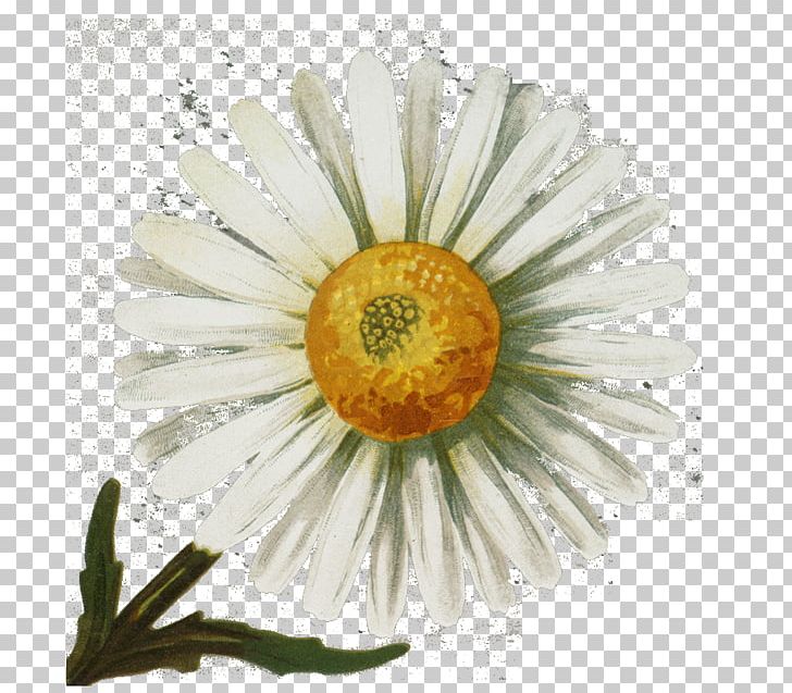 Common Daisy Vintage Clothing Antique PNG, Clipart, Antique, Cicely Mary Barker, Common Daisy, Daisy, Daisy Family Free PNG Download