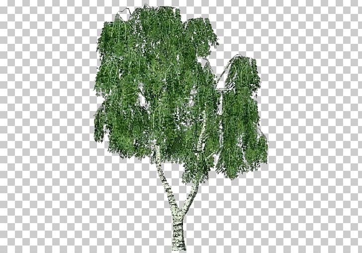 Silver Birch Sweet Birch Tree Swamp Birch Betula Pubescens PNG, Clipart, Artlantis, Ash, Bark, Betula Pubescens, Birch Free PNG Download