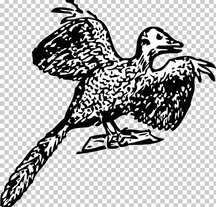 Archaeopteryx Bird Dinosaur Fossil Anchiornis PNG, Clipart, Anchiornis, Animals, Archaeopteryx, Art, Beak Free PNG Download