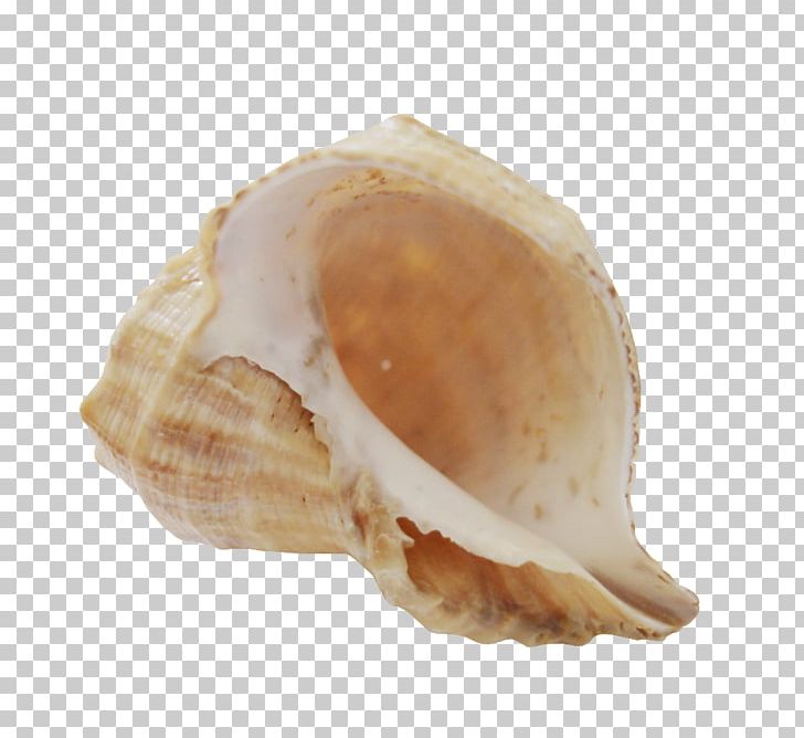 Blog Animaatio PNG, Clipart, Animaatio, Baltic Clam, Blog, Clam, Clams Oysters Mussels And Scallops Free PNG Download