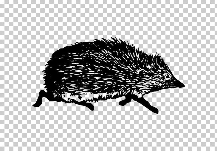 Domesticated Hedgehog Echidna Black And White PNG, Clipart, Animal, Art, Black And White, Domesticated Hedgehog, Echidna Free PNG Download