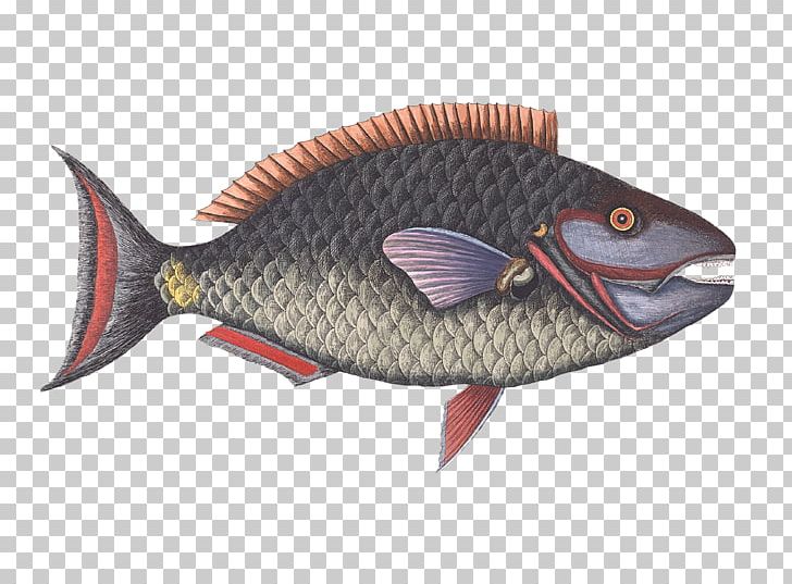 Parrotfish The Natural History Of Carolina PNG, Clipart, Animal, Animals, Art, Art Museum, Bony Fish Free PNG Download