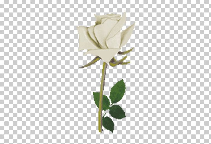 Beach Rose Flower Rosa Multiflora PNG, Clipart, Animation, Beach Rose, Bouquet, Colorful, Colorful Roses Free PNG Download