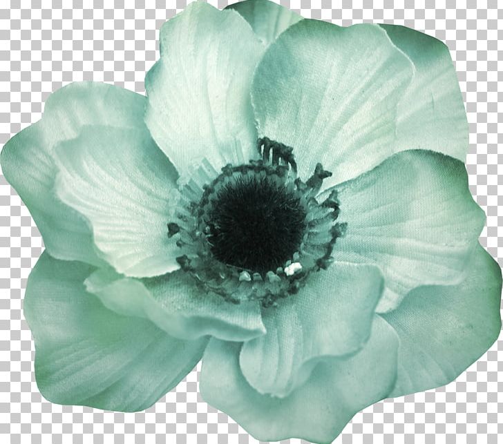 Chrysanthemum PNG, Clipart, Anemone, Chrysanthemum, Download, Flower, Flowering Plant Free PNG Download