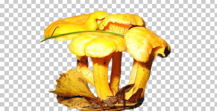 Edible Mushroom Fungus Xerocomus Yellow PNG, Clipart, Boletus Edulis, Edible Mushroom, Fungus, Ingredient, Mantar Free PNG Download