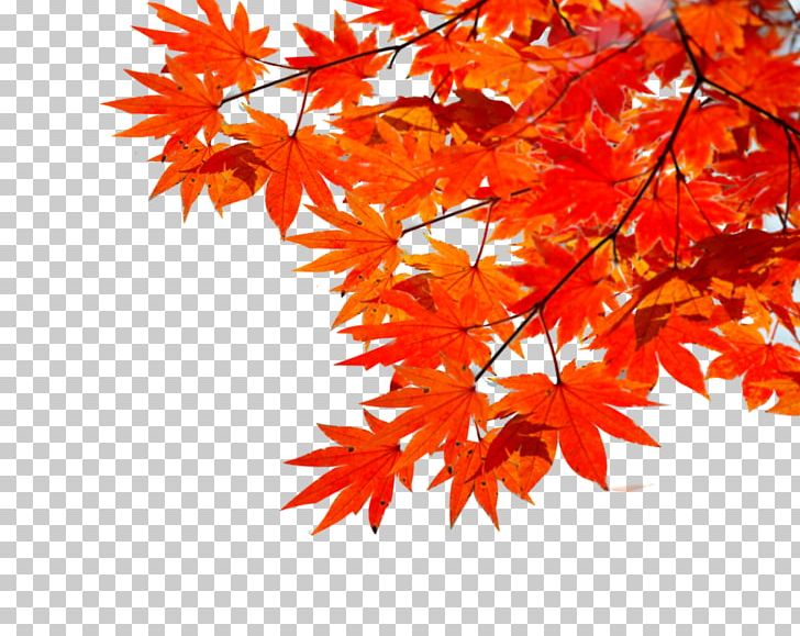 Maple Leaf Autumn PNG, Clipart, Autumn Tree, Decoration, Download, Encapsulated Postscript, Euclidean Vector Free PNG Download
